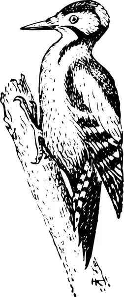 Illustration Design Eines Vogels Auf Hintergrund — Stockvektor