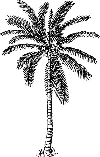 Palm Träd Silhuett Vit Bakgrund — Stock vektor