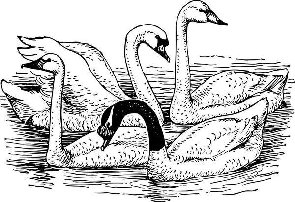Ilustração Vetorial Cisnes — Vetor de Stock