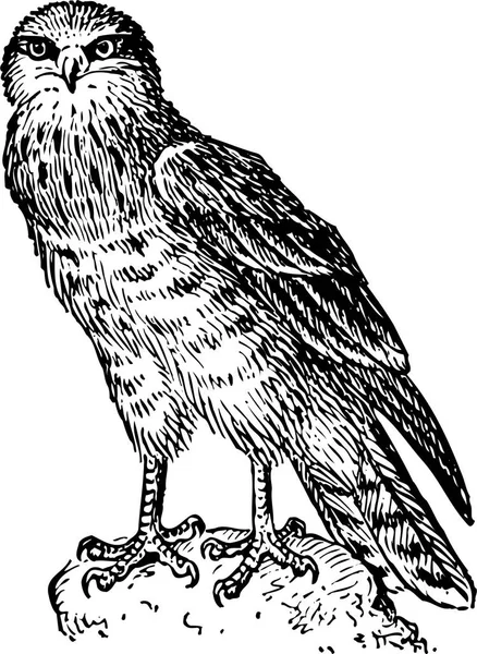 Ασπρόμαυρη Διανυσματική Απεικόνιση Ενός Πτηνού — Διανυσματικό Αρχείο