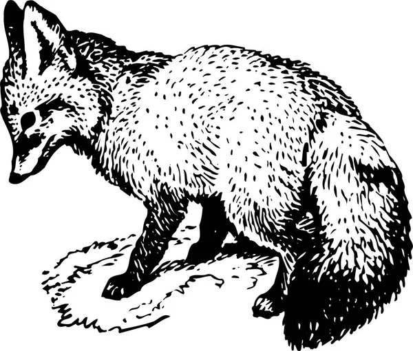 Vector Drawing Sketch Fox — Stock Vector