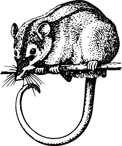 Rato Animal Ilustração Preto Branco — Vetor de Stock