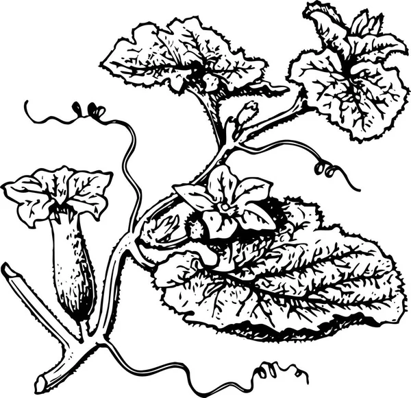 Svartvita Vackra Konstverk Växter Flora Natur Vektor Illustration — Stock vektor