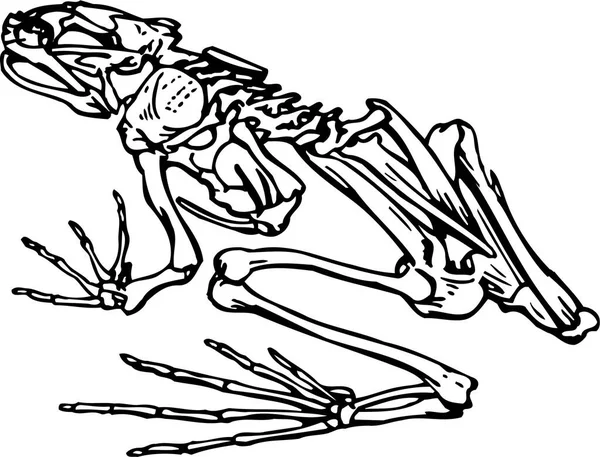 Illustration Svartvitt Bläck Ritning Ett Skelett — Stock vektor