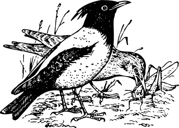 Ilustracja Wektorowa Ptaków Tle — Wektor stockowy