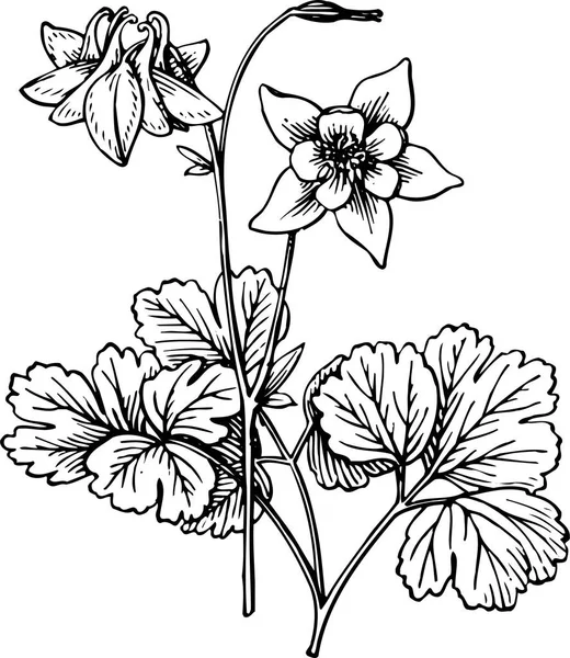 Flor Floral Vector Arte Tinta Blanco Negro — Archivo Imágenes Vectoriales