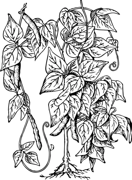 Blanco Negro Bellas Obras Arte Plantas Flora Naturaleza Ilustración Vectorial — Vector de stock