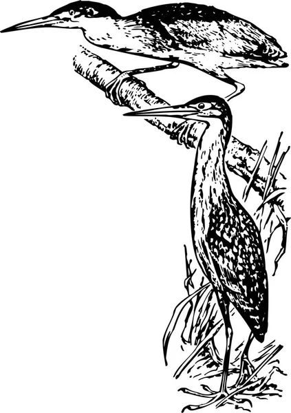Чорно Біла Векторна Ілюстрація Птаха — стоковий вектор