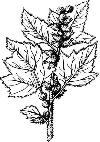 Schwarz Weiß Schöne Kunstwerke Von Pflanzen Flora Natur Vektorillustration — Stockvektor