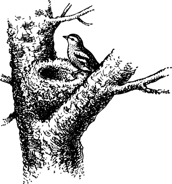Uccello Sull Albero Disegno Bianco Nero — Vettoriale Stock