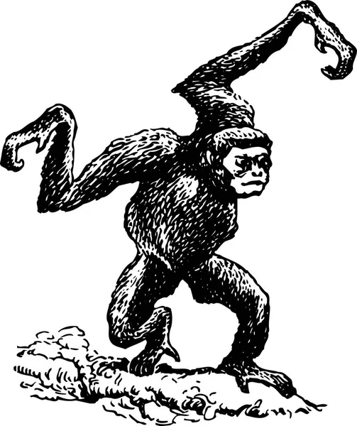 Mono Negro Sobre Fondo Blanco — Archivo Imágenes Vectoriales