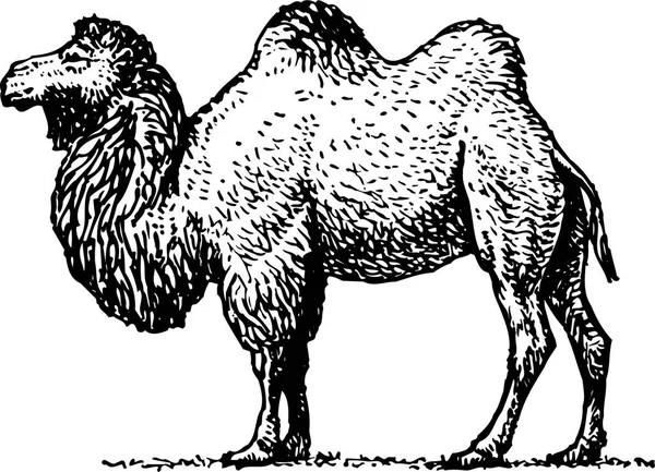 Camello Desierto Grabado Ilustración — Archivo Imágenes Vectoriales