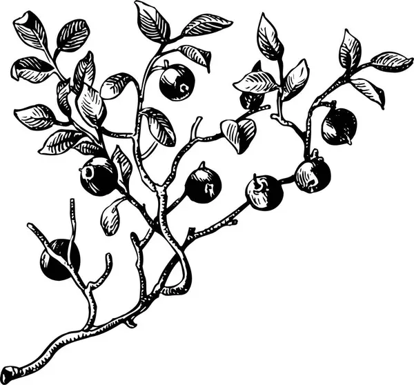 Noir Blanc Belle Œuvre Art Plantes Flore Nature Illustration Vectorielle — Image vectorielle