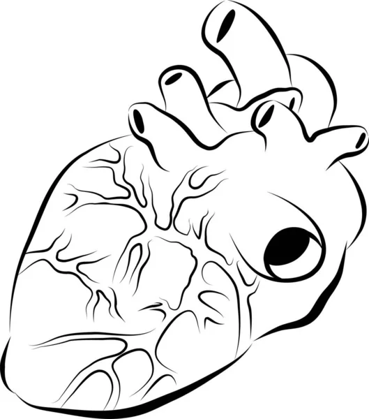 Organo Cardiaco Umano Illustrazione Vettoriale Schizzo — Vettoriale Stock