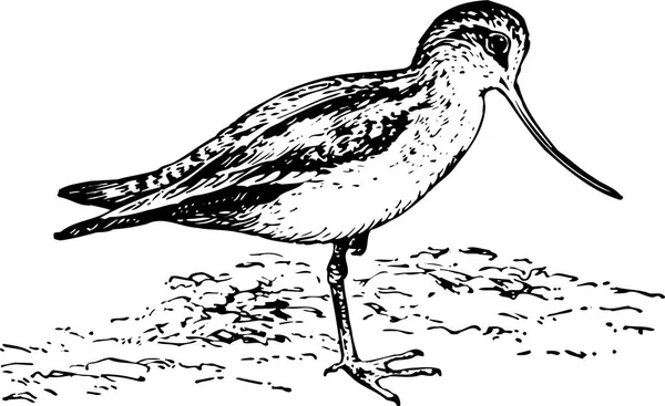 鳥の白黒ベクトル図です — ストックベクタ