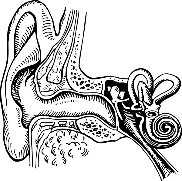 人の耳の耳 — ストックベクタ