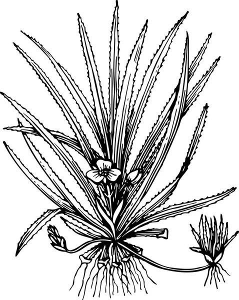 Ilustrație Vectorială Florilor Frumoase Frunze — Vector de stoc