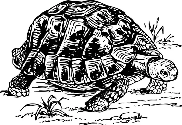 Ilustración Dibujos Animados Una Tortuga Corriendo Mirando Hacia Abajo — Archivo Imágenes Vectoriales