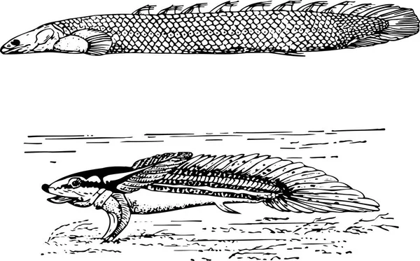 Черно Белая Иллюстрация Рыбы — стоковый вектор