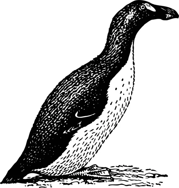 Ilustração Preto Branco Pinguim — Vetor de Stock