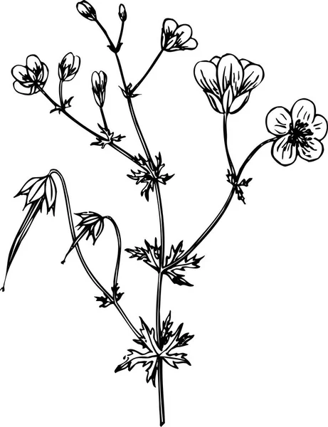 Vector Ilustración Flores Con Hojas Aislado — Archivo Imágenes Vectoriales