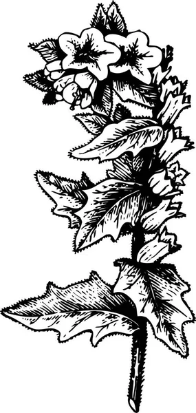 Ilustração Preto Branco Flores Com Folhas —  Vetores de Stock