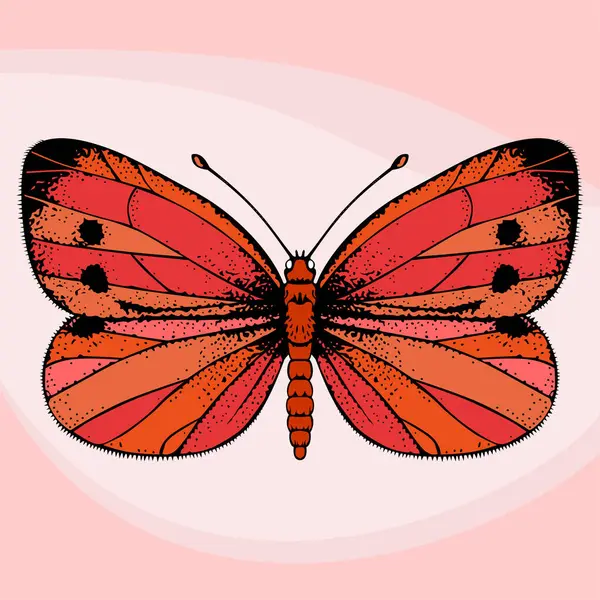 Rode Vlinder Vectorillustratie — Stockvector