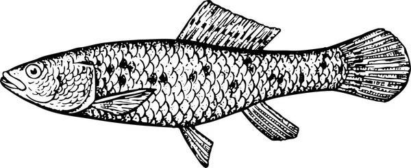 Vector Illustration Fish Black White — Stock Vector