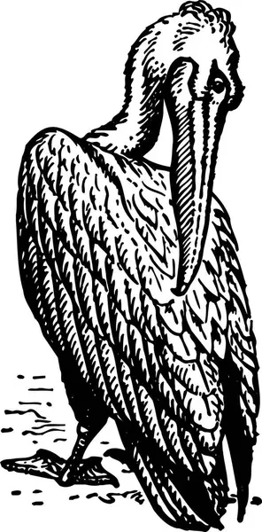 Schwarz Weiße Abbildung Eines Vogels — Stockvektor