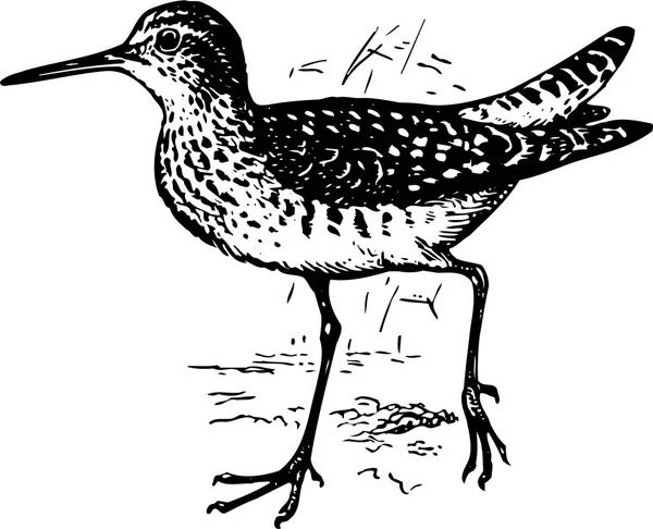 Černá Bílá Ilustrace Ptáka — Stockový vektor