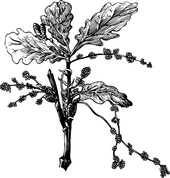 葉が付いているベクトル枝 黒と白のイラスト インクデッサン — ストックベクタ