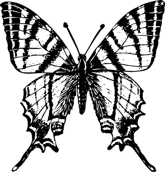 Vektorový Motýl Černý Bílý Izolovaný Motýl — Stockový vektor