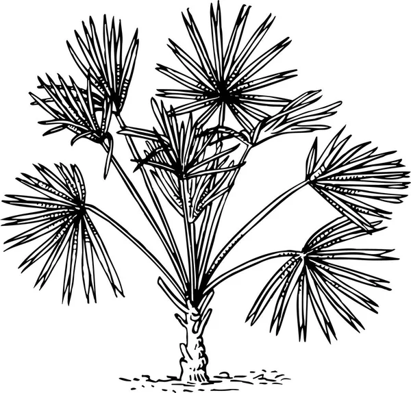 Zwart Wit Illustratie Van Bloemen — Stockvector