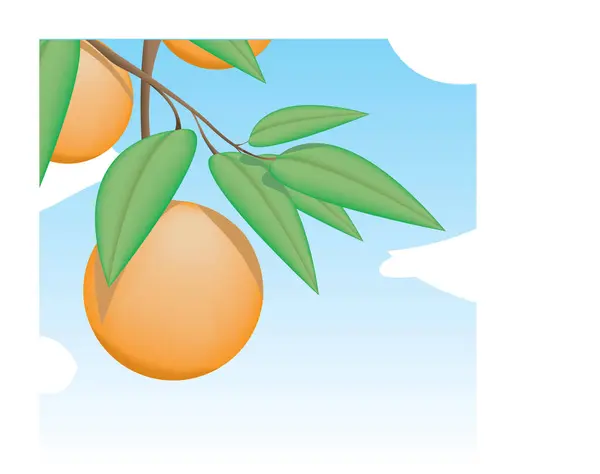 Ilustracja Wektorowa Gałązki Dojrzałymi Pomarańczami — Wektor stockowy