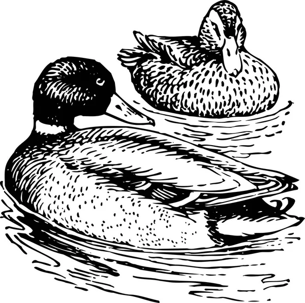 Zwei Fluss Schwimmende Enten — Stockvektor