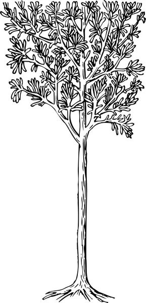 Strom Listy Vektorová Kresba Ilustrace — Stockový vektor