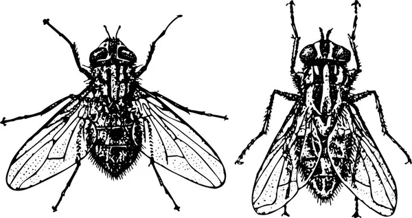 Vector Icono Mosca Insecto — Vector de stock