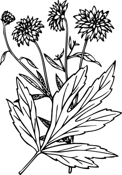 Vector Sketch Flowers Illustration — Stock Vector