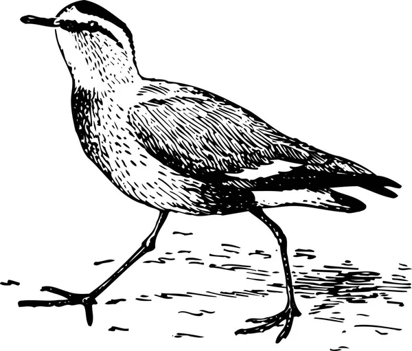 Vektorillustration Des Vogels Auf Dem Hintergrund — Stockvektor