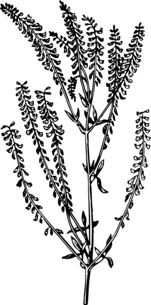 白い背景の花のベクトル図 — ストックベクタ
