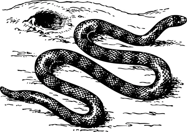 Vektor Illustration Der Schlange Auf Dem Hintergrund — Stockvektor