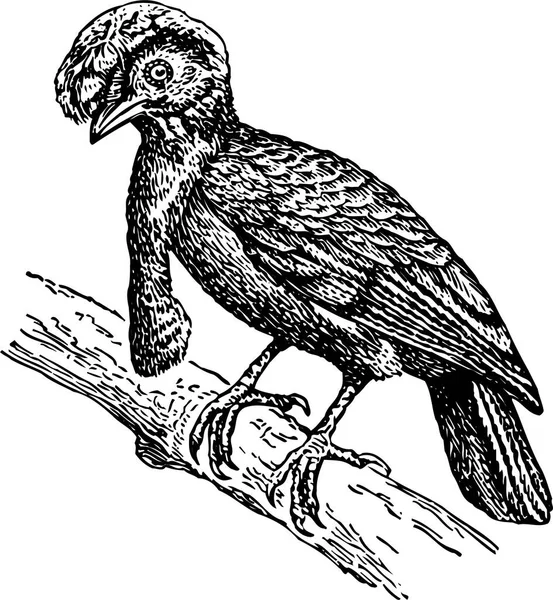 Ilustração Preto Branco Pássaro — Vetor de Stock