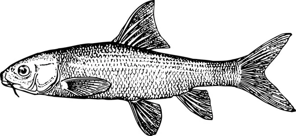 Bir Balık Çiziminin Vektör Çizimi — Stok Vektör