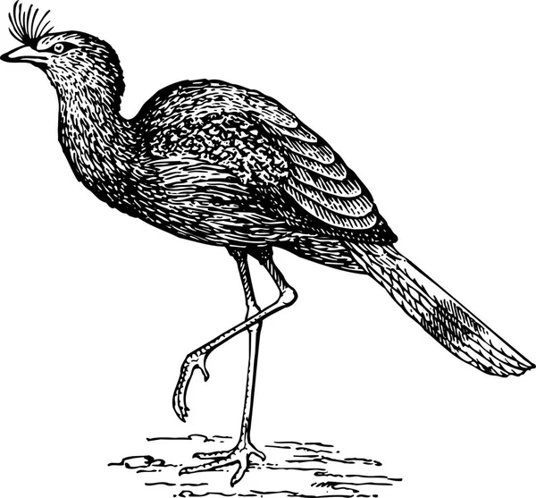 Schwarzer Vogel Mit Schwarzen Und Weißen Federn — Stockvektor