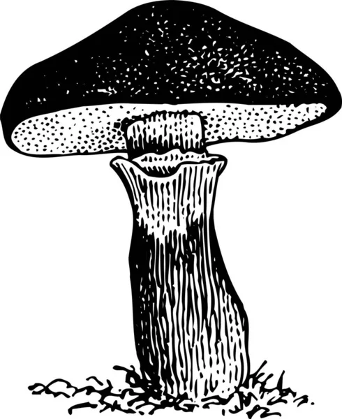 Desenho Vetorial Cogumelo Florestal — Vetor de Stock