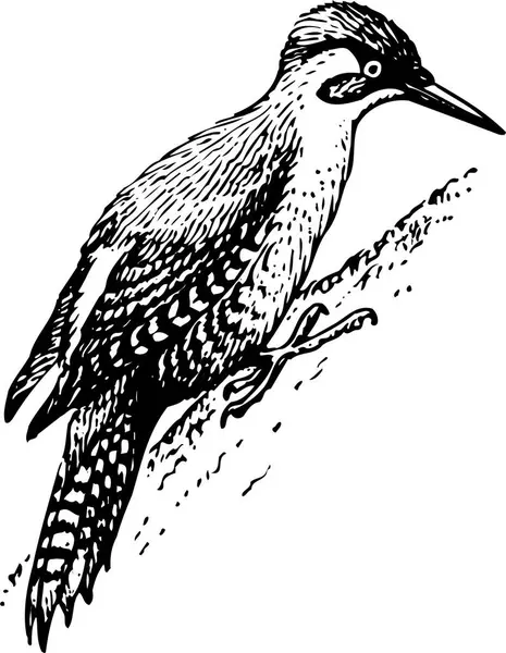Illustration Bird Vector Black White — Stock Vector