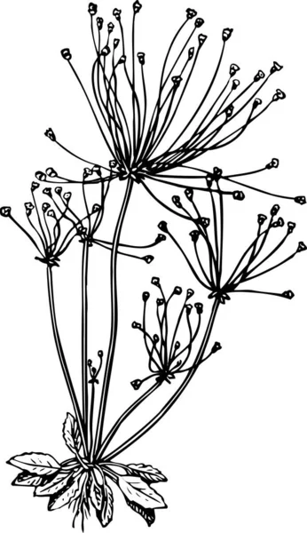 Векторні Ілюстрації Квіткового Фону — стоковий вектор