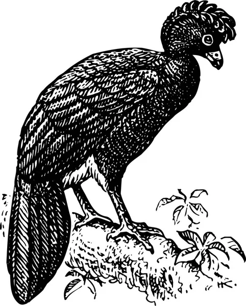 Illustrazione Vettoriale Uccello Sullo Sfondo Primo Piano — Vettoriale Stock