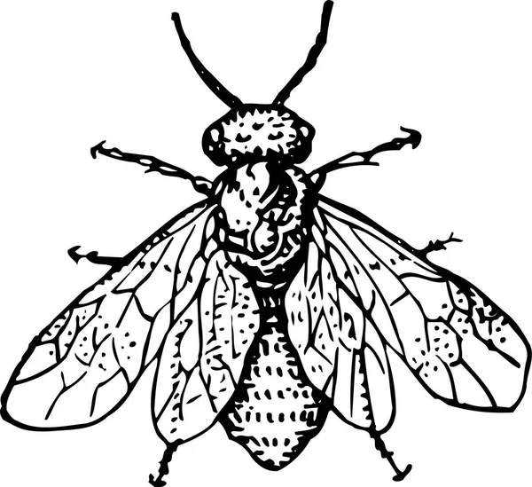 ベクトル図面 昆虫がいる 手描きイラスト — ストックベクタ