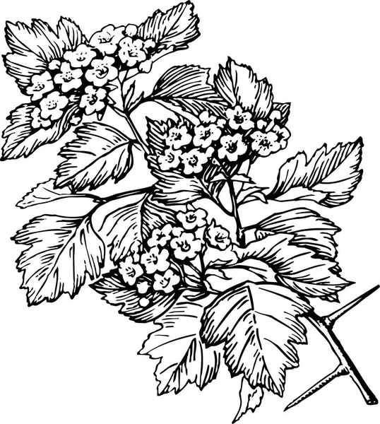 Yaprak Çiçeklerin Siyah Beyaz Çizimi — Stok Vektör